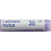 Boiron Lachesis mutus Glob C 30 1 剂量