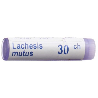 Boiron lachesis mutus glob c 30 1 剂量