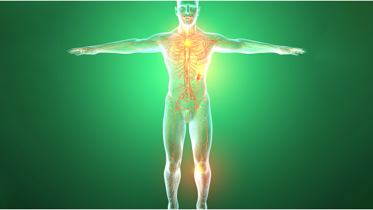 Lymphatic System: Its Crucial Roles and How to Provide Support