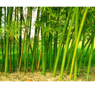 Bambus – biljka s višestrukom primjenom u našem svijetu.