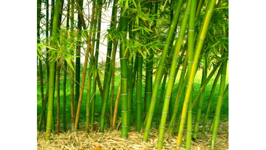 Bamboo - a plant with multiple uses in our world.
